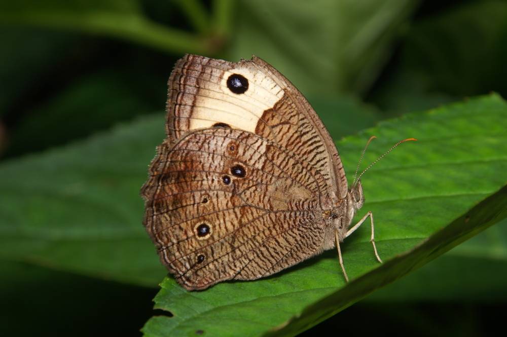 Common Wood-nymph